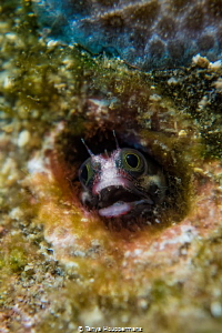 Cocos Barnacle Blenny
These blennies are only found in t... by Tanya Houppermans 